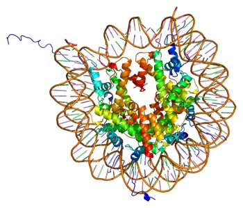 核心組蛋白H2A/H2B/H3/H4的三維結構