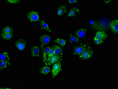 CSB-PA006949LA01HU