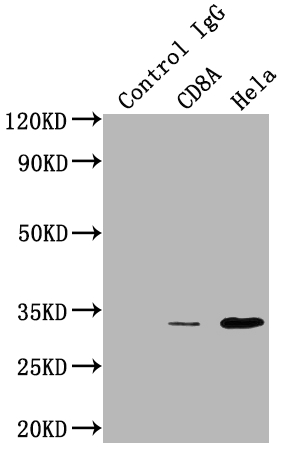 CSB-RA934881A0HU