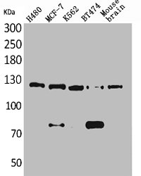 CSB-PA004909