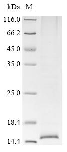CSB-BP011719HU