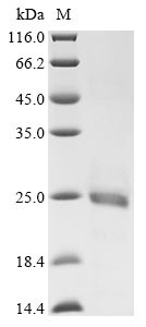 CSB-EP001392HU1