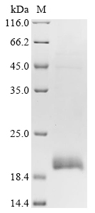 CSB-EP004839HU1