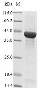 CSB-EP025391HU1