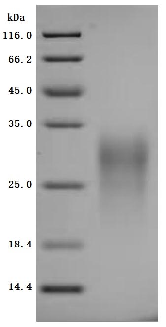 CSB-MP009438MO1
