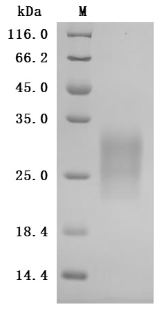 CSB-MP009438RA1