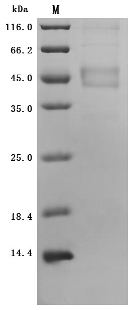 CSB-MP013330HU SDS