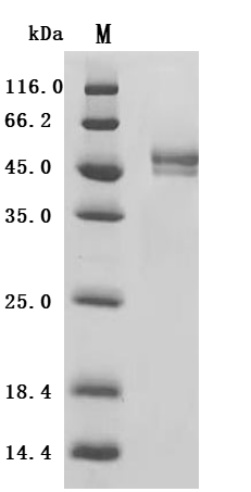 CSB-MP1684HU3d7