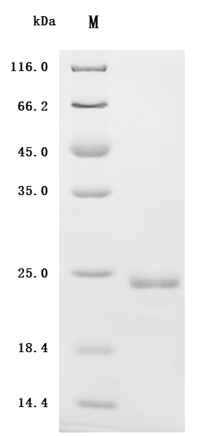 CSB-YP011664HU SDS