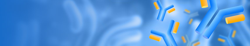 DT3C，抗體內化效率評估的新工具