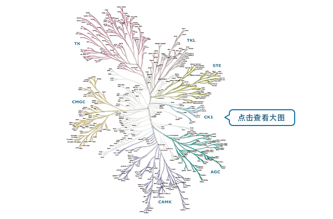 人類蛋白激酶全超家族的系統(tǒng)發(fā)育樹